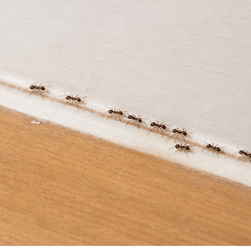 Argentine ant (Linepithema humile) - forms supercolonies across properties