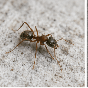 Green-head ant (Rhytidoponera metallica) - an Australian ant with a real sting
