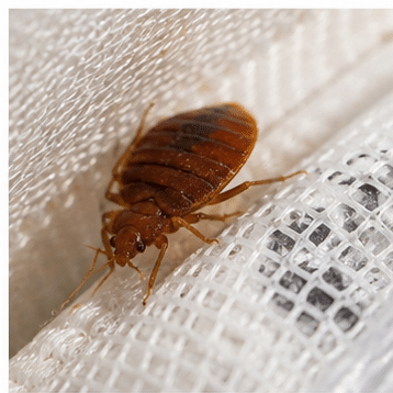 Adult bed bug (Cimex lectularius) - flat, rust-brown, apple-pip sized