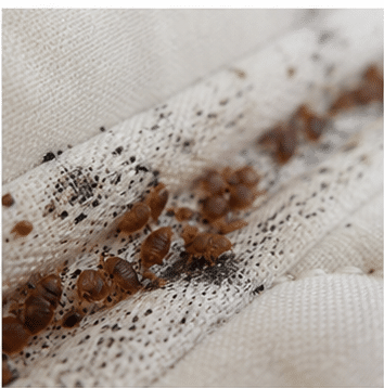 Bed bugs clustered in a harbourage - how they shelter in mattress seams and bed frames