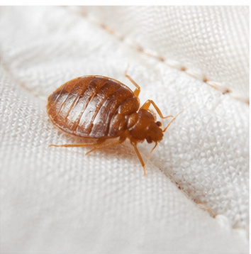 Adult female bed bug at roughly 5mm - visible without magnification