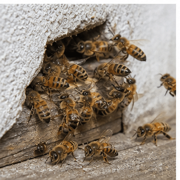 European honey bee (Apis mellifera) - always relocated, never sprayed