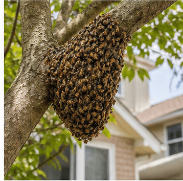 A wild honey bee colony established inside a cavity