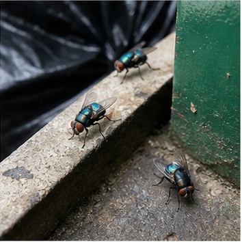 Blowfly (Calliphora) - the loud one, and a sign something has died