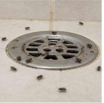 Drain fly (Psychodidae) - breeds in the film inside drainpipes