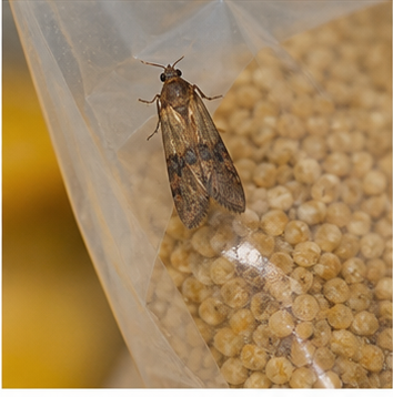 Pantry moth (Plodia interpunctella) - the one in your flour and rice