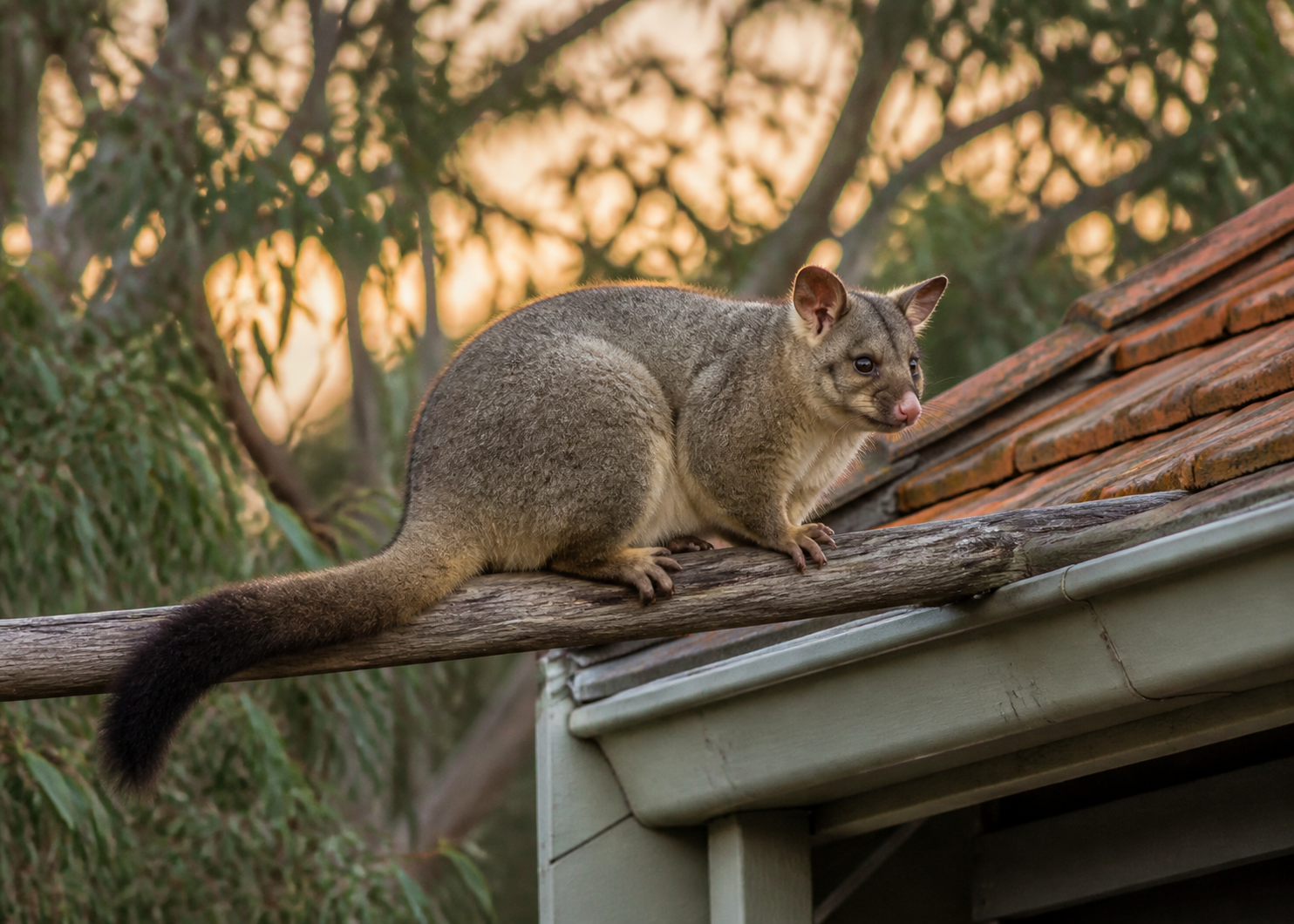 Brushtail possum (Trichosurus vulpecula) - the species found in Melbourne roofs