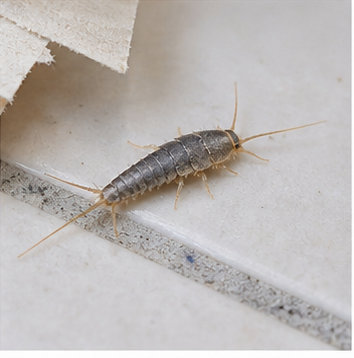 Silverfish (Lepisma saccharina) - the wardrobe and bookshelf pest