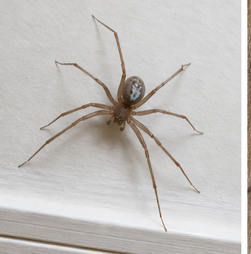 White-tailed spider (Lampona) - a hunter that wanders indoors