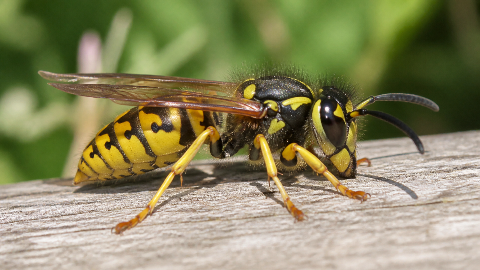 European wasp (Vespula germanica) - Melbourne's aggressive pest wasp