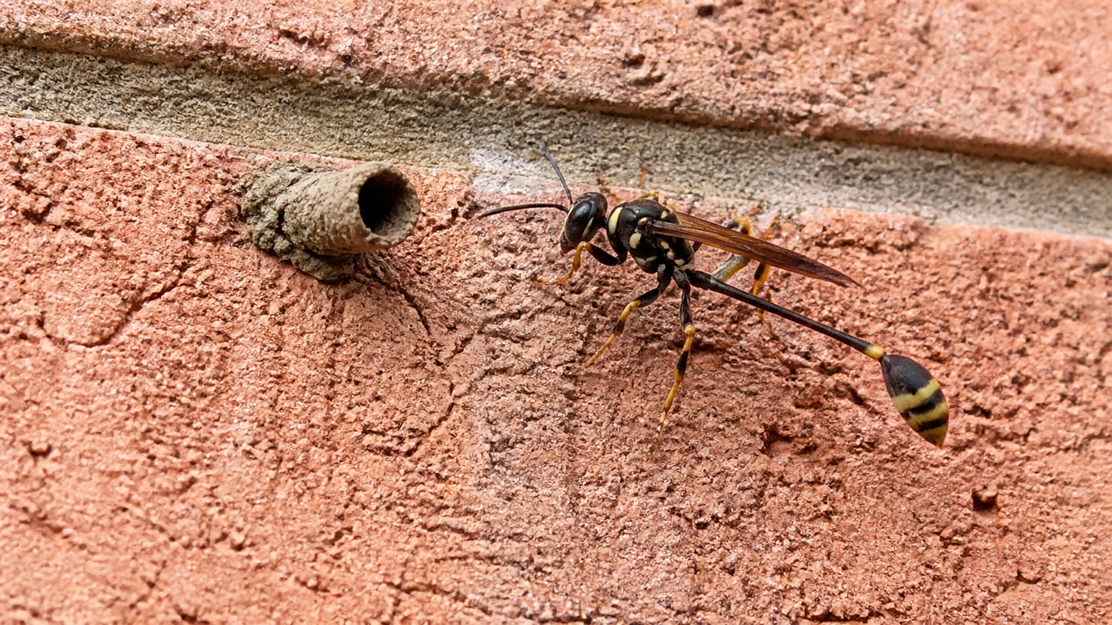 Mud dauber wasp (Sceliphron laetum) - solitary, non-aggressive, needs no treatment