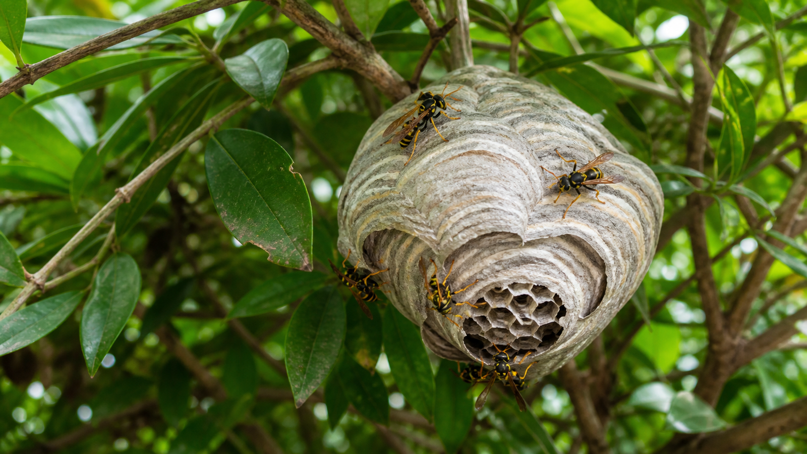 Paper wasp nest - an open umbrella comb, usually under an eave