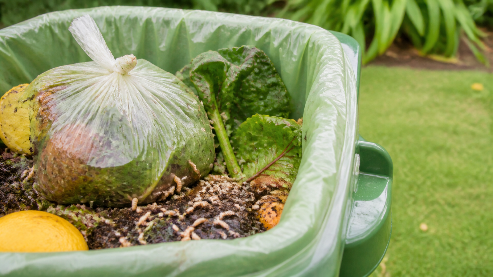 Maggot removal Melbourne - treating maggots and the breeding source behind them