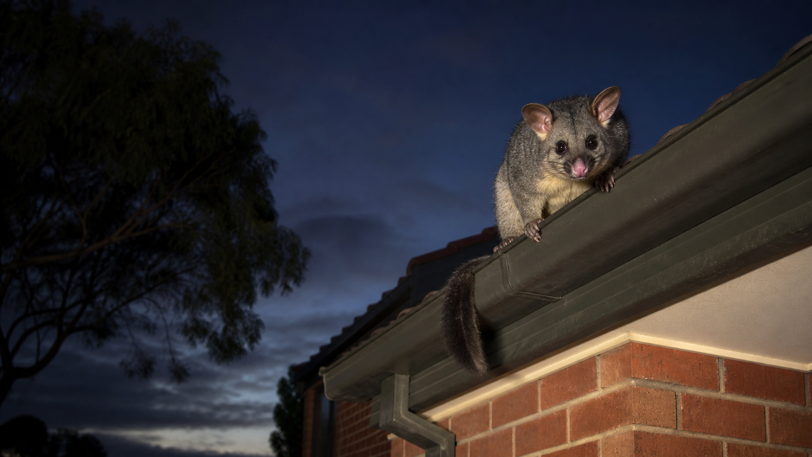 Possum removal Melbourne - a suburban roof where possums get in