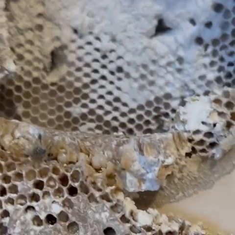 Bee and wasp removal Melbourne - comb cut out of a wall cavity